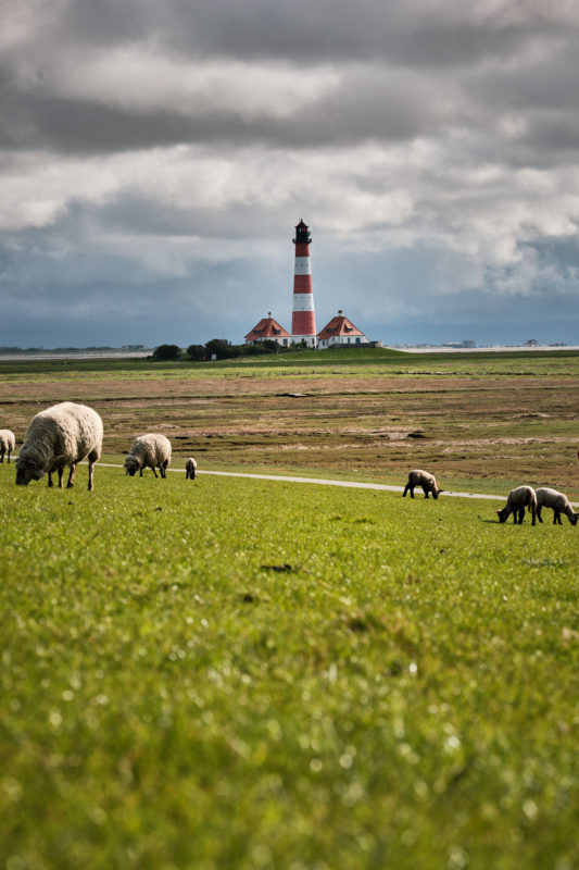 Auf den Deichen rund um den Leuchtturm grasen die Schafe am Deich