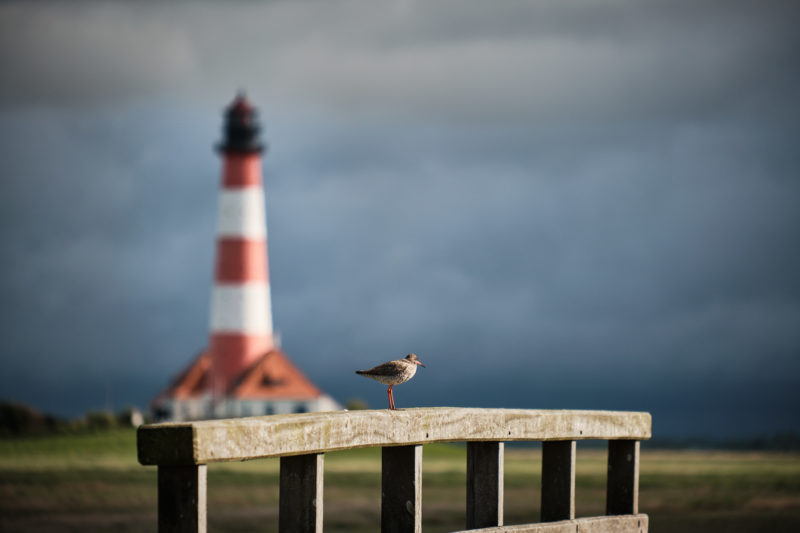 Vogel auf dem Brückengeländer mit dem Leuchtturm Westerheversand im Hintergrund welcher hervorragend in der Unschärfe versinkt